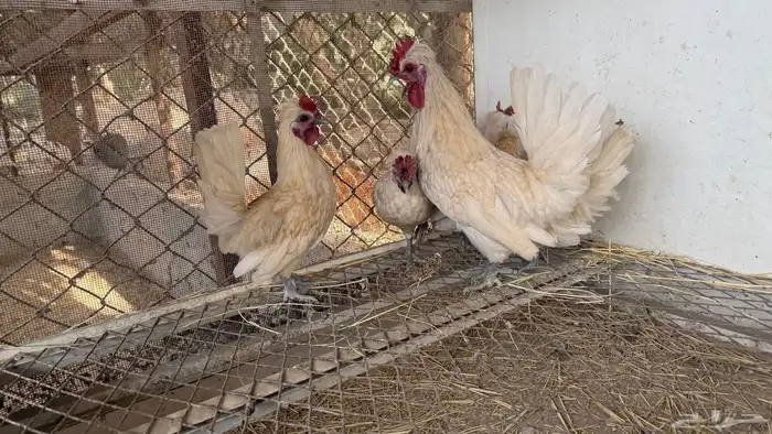 دجاج حباحب 3