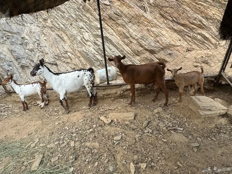معزا 0