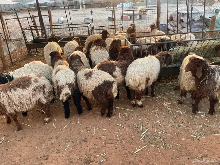 نعيمي 100 تقييم تمارا 1