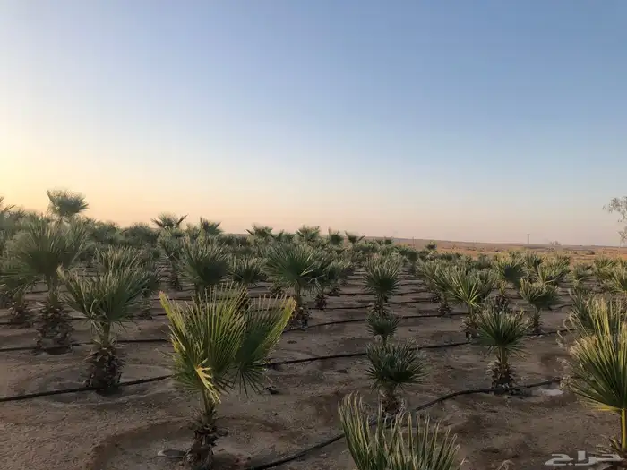 نخل 6