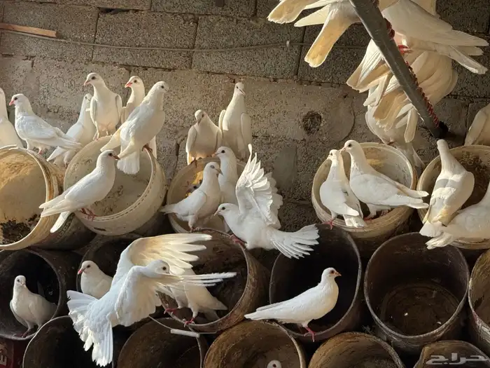 حمام فرنسي شرط الصحه والإنتاج في سكاكا الجوف 4