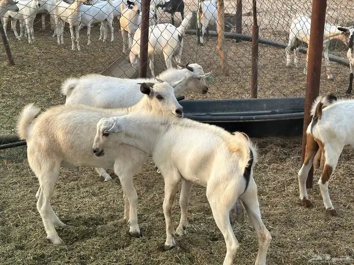 تيوس بلدي مندي 6