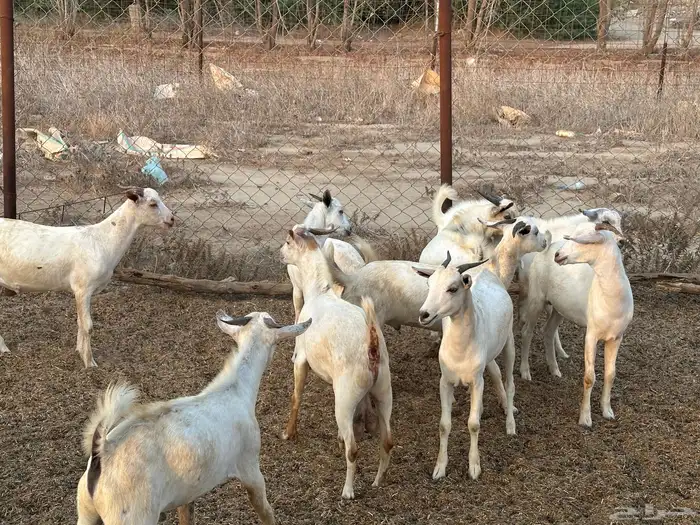 تيوس بلدي مندي 1
