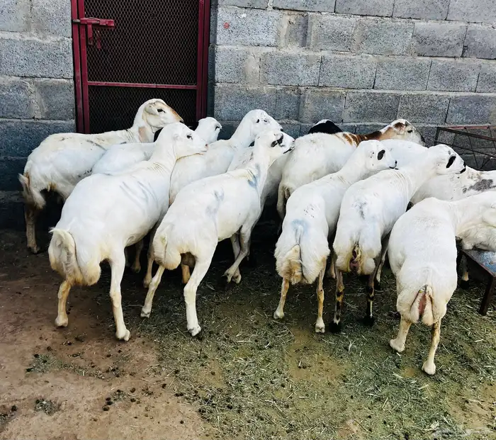تم البيع 1