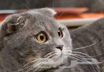 أريد أتبنى قط سكوتش يكون عمره اقل من 5 شهور 0