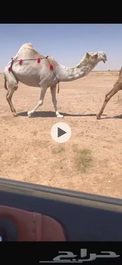لقحه باتليه 0