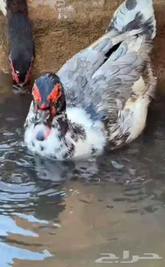 فروخ بط مصري 2