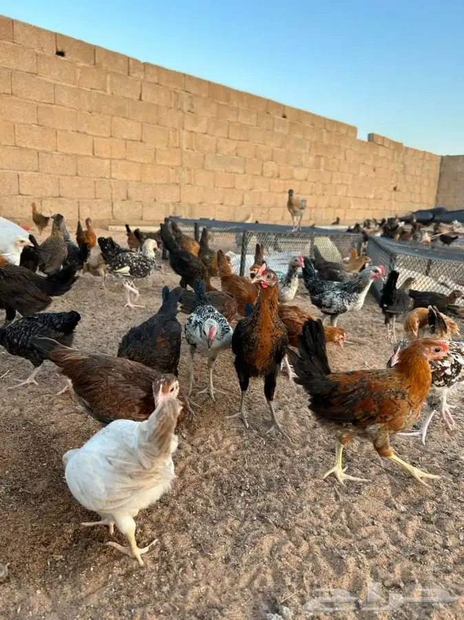 دجاج بلدي للبيع بعفيف 3