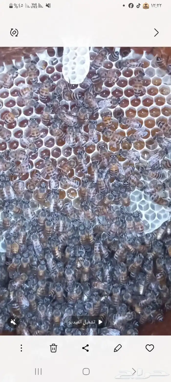 عسل سمره وزهور 3