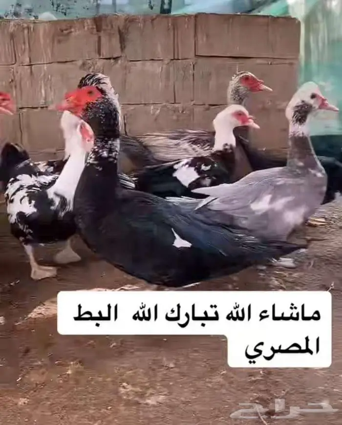 فروخ بط مصري 4
