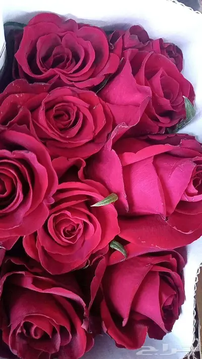 ورد طبيعي بالجملة مع التوصيل 23