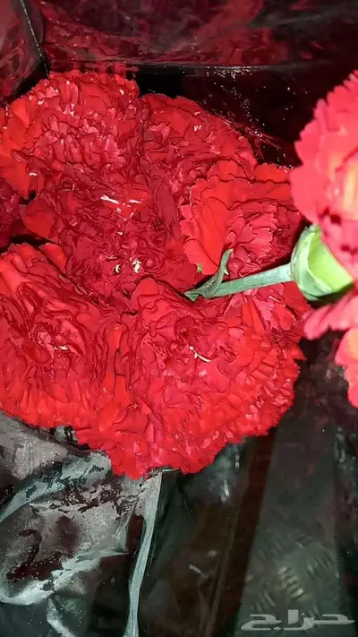 ورد طبيعي بالجملة مع التوصيل 13