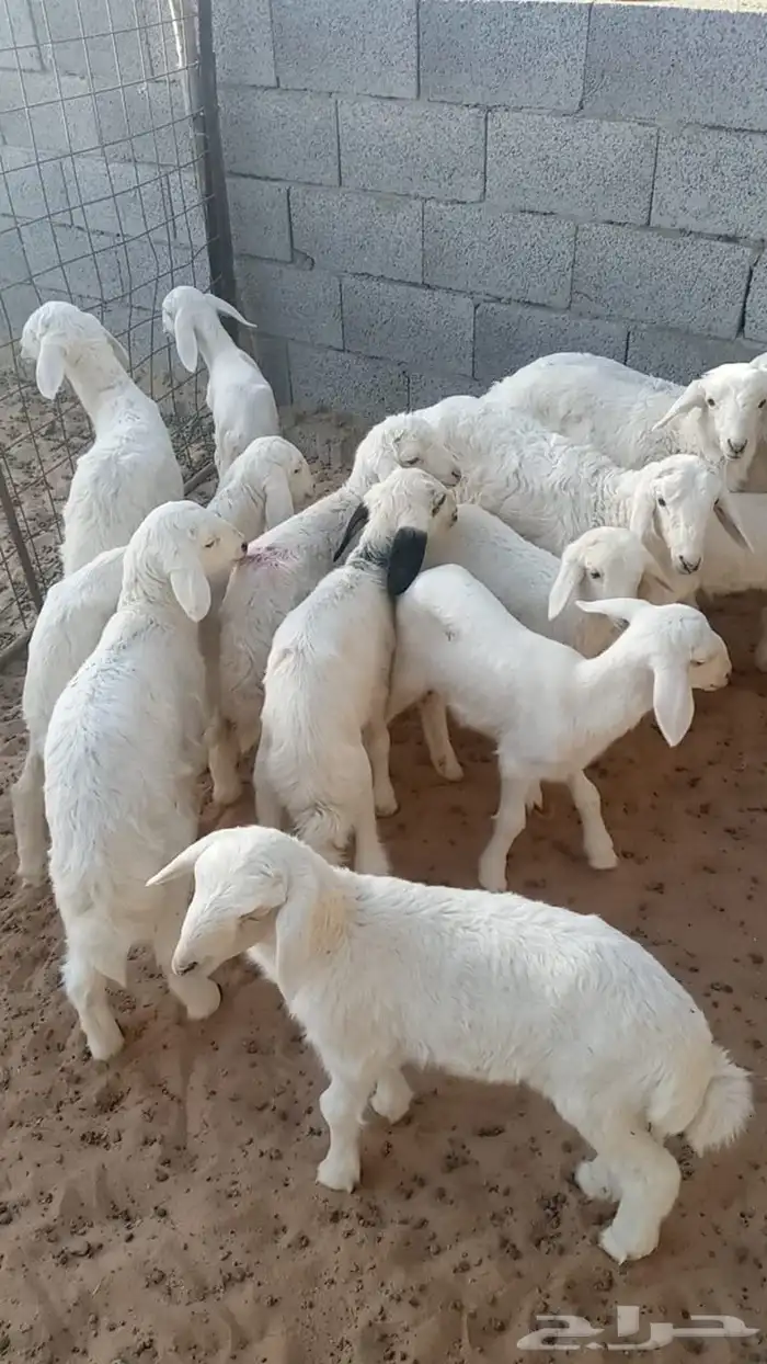 غنم 7