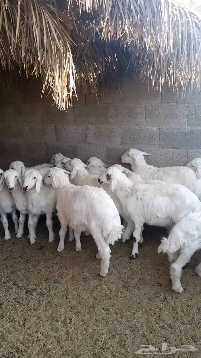 غنم 2