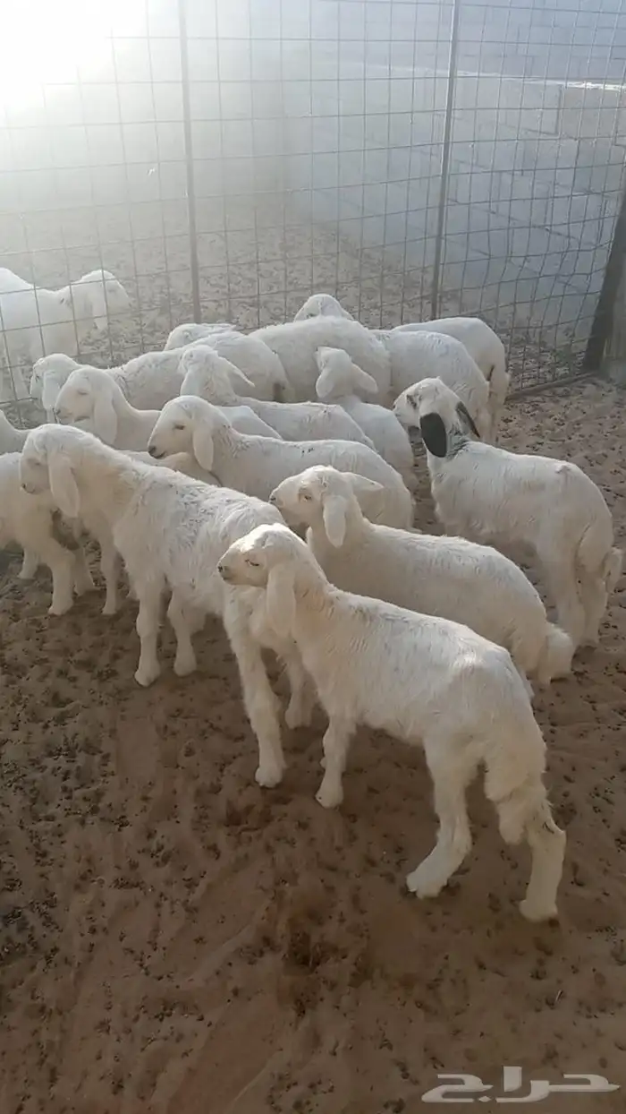 غنم 8