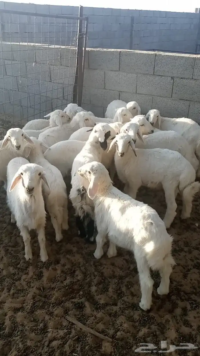 غنم 4