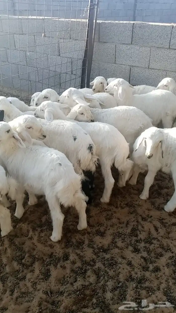 غنم 3