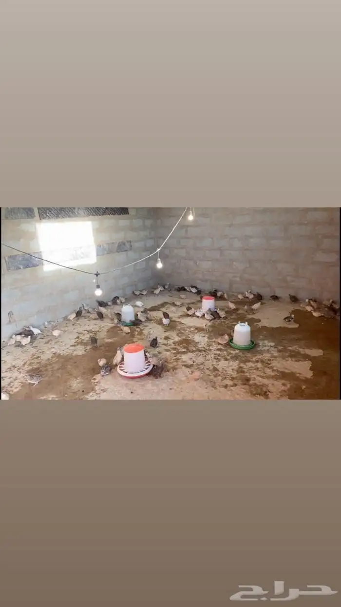 سمان بياض - سمان صغير - دجاج كبير - دجاج صغير 0