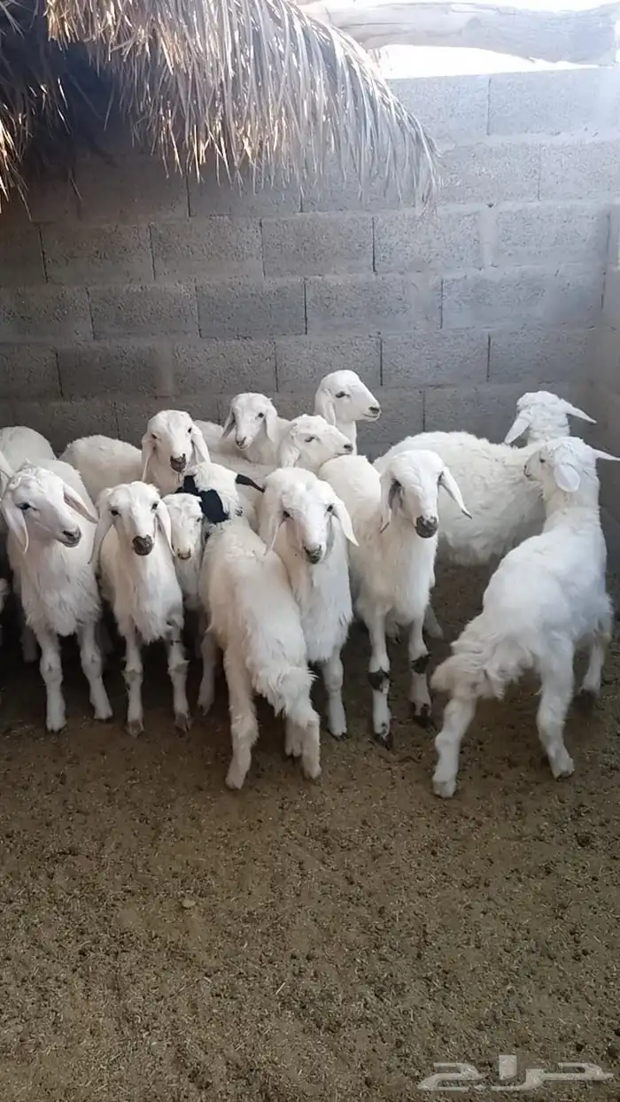 غنم 1
