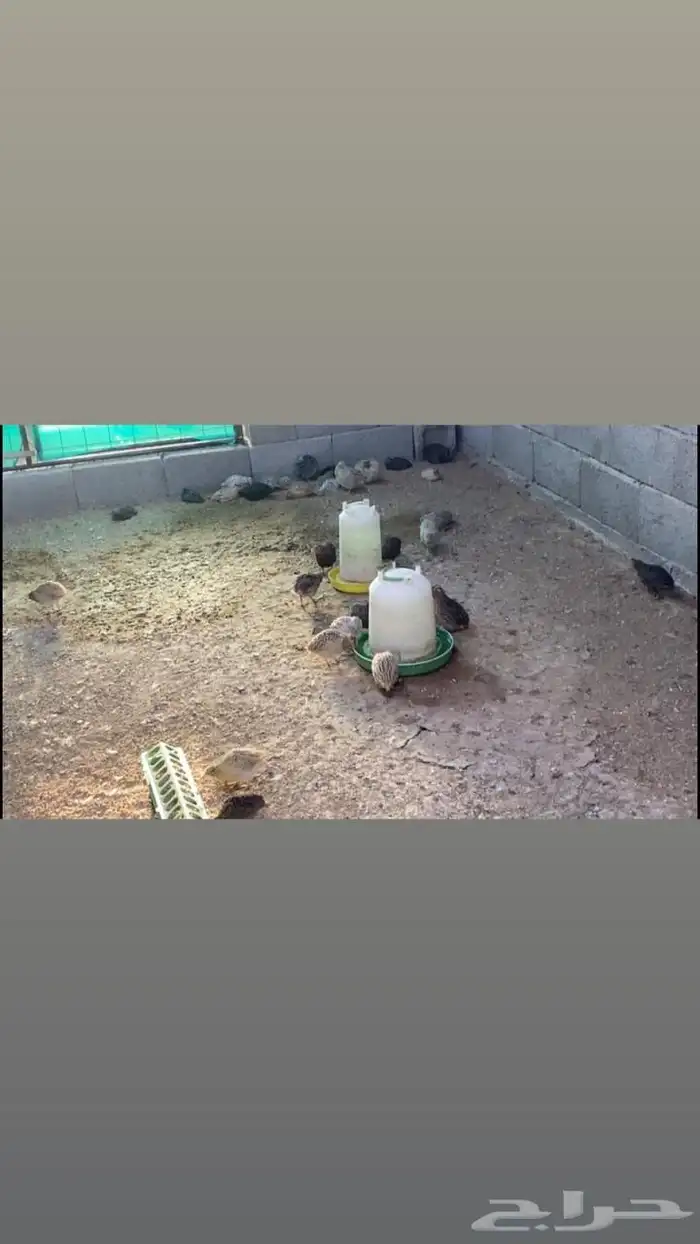 سمان بياض - سمان صغير - دجاج كبير - دجاج صغير 2