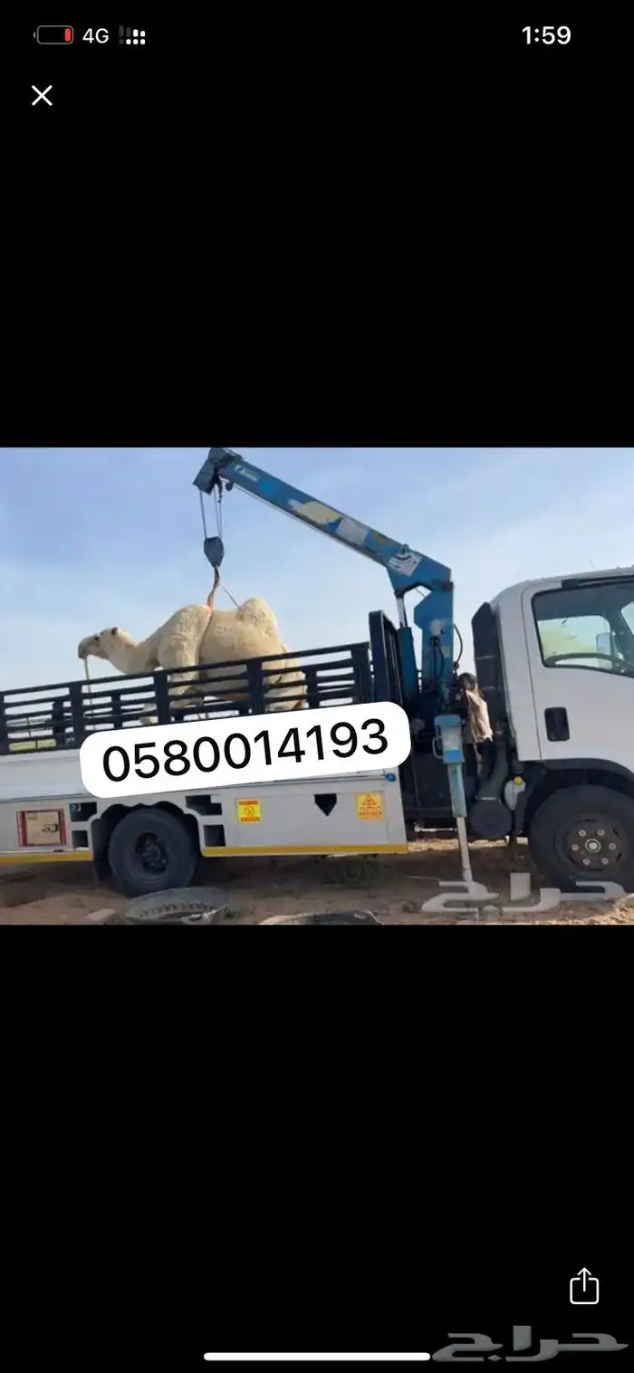 دناء ونش لتوصيل الابل 0