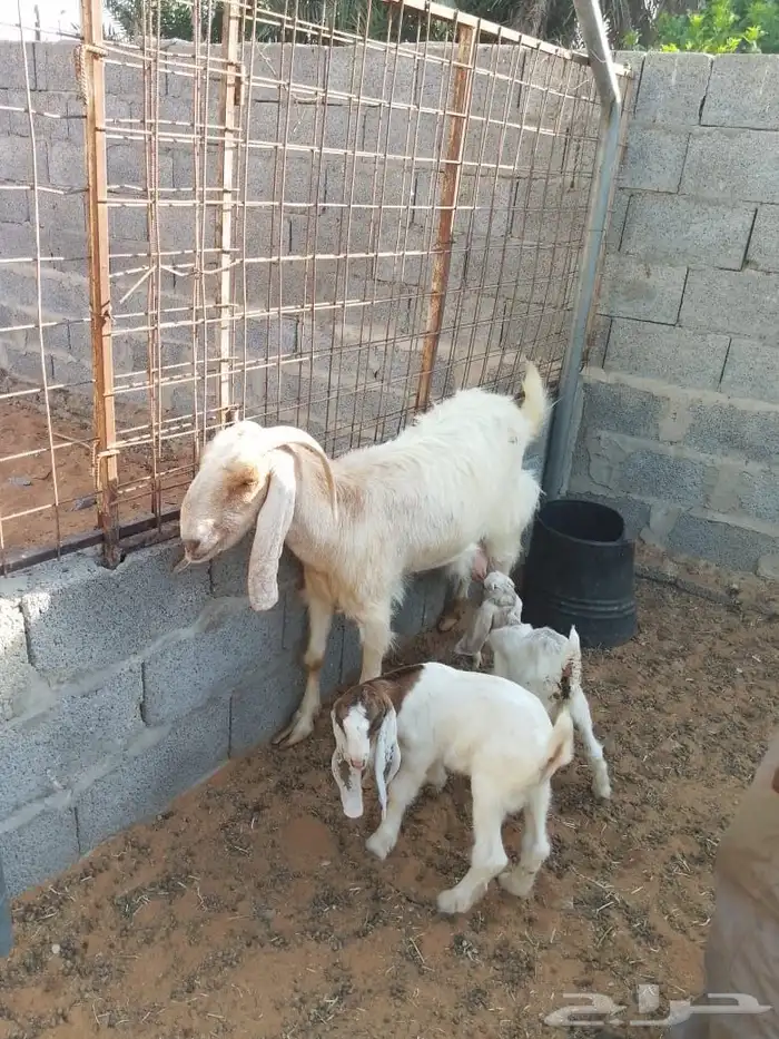 ابو تركي صبحكم بمعزى طيبة مره دفيع ووليد وموجود الان بالخرج 1