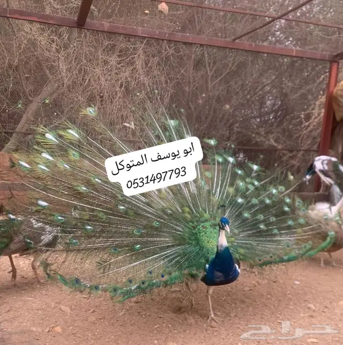 ذكر طاووس نادر بلاك شولدر وايت آي 0