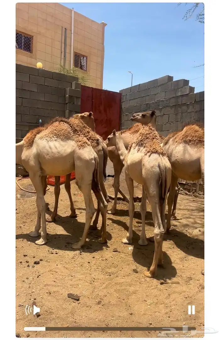 حشوان قعدان نظيفةو كفوا 0
