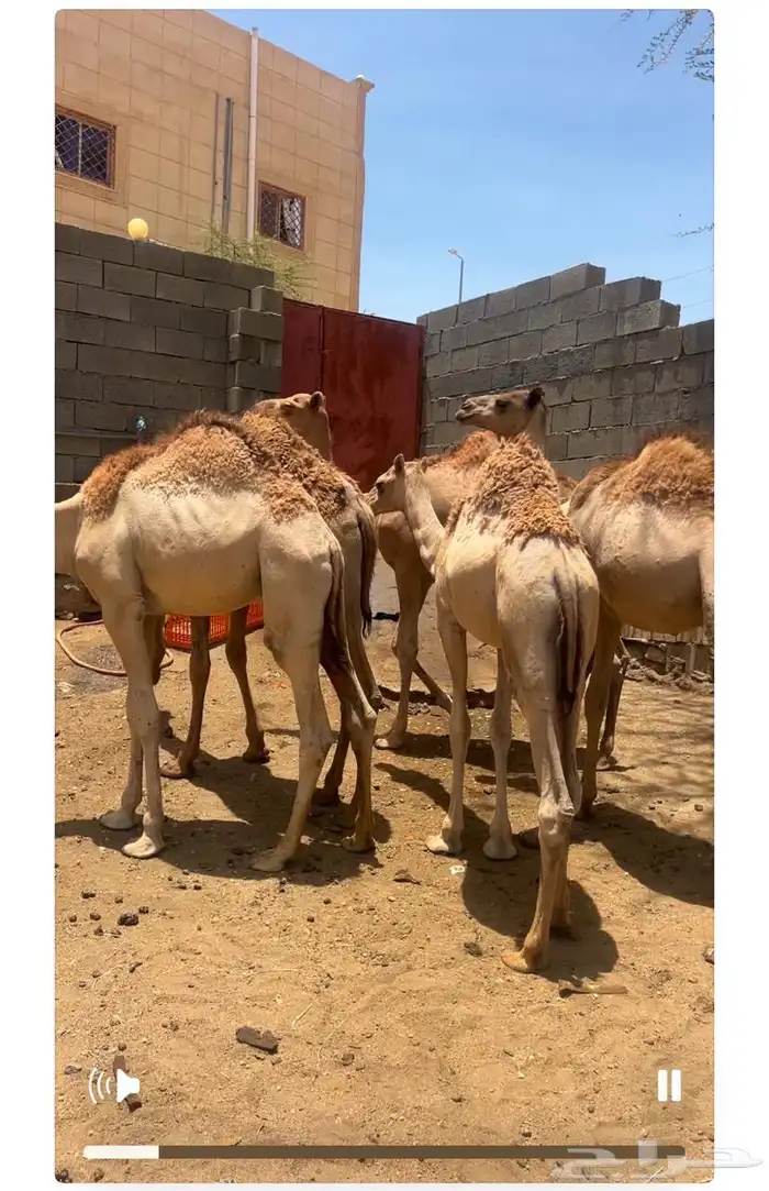 حشوان للبيع بلدي ومستورد 1