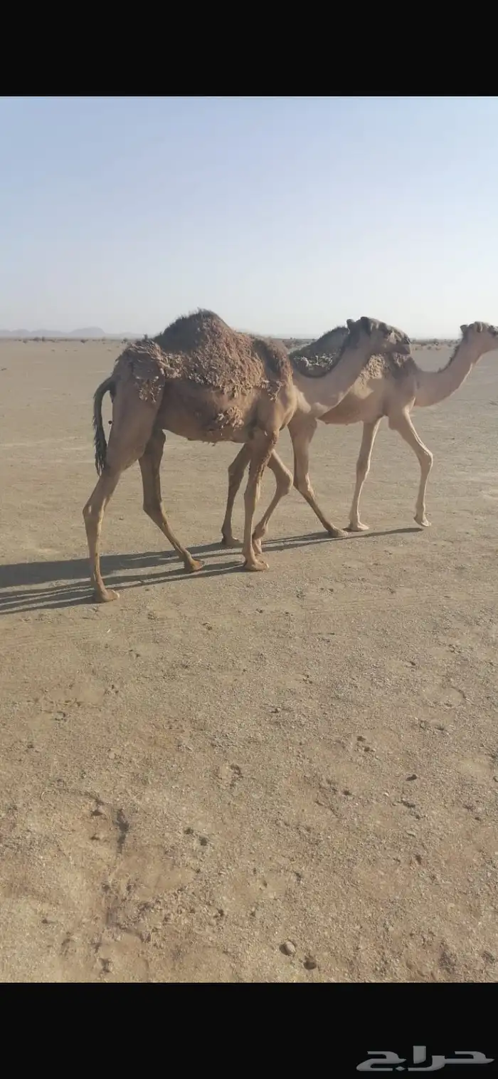 قعدان 0