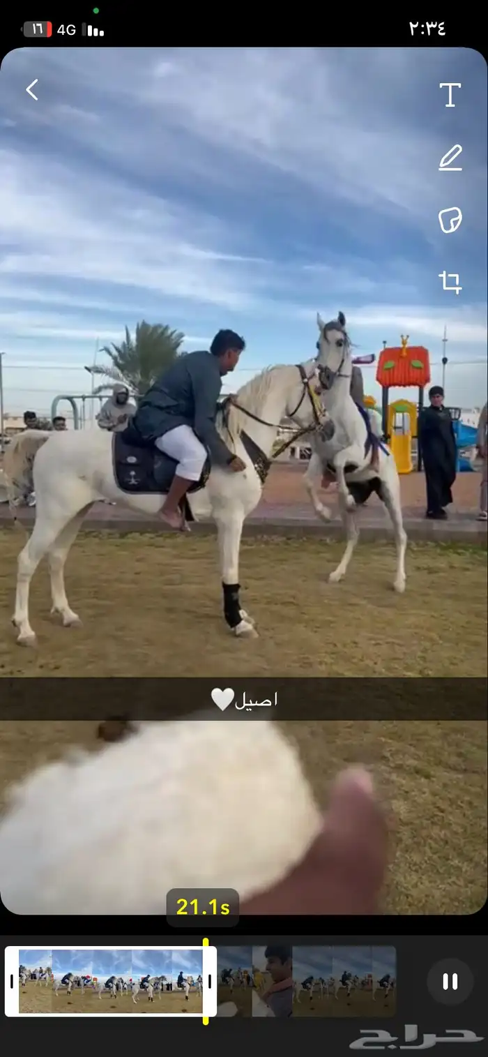 حصان شعبي للبيع 3
