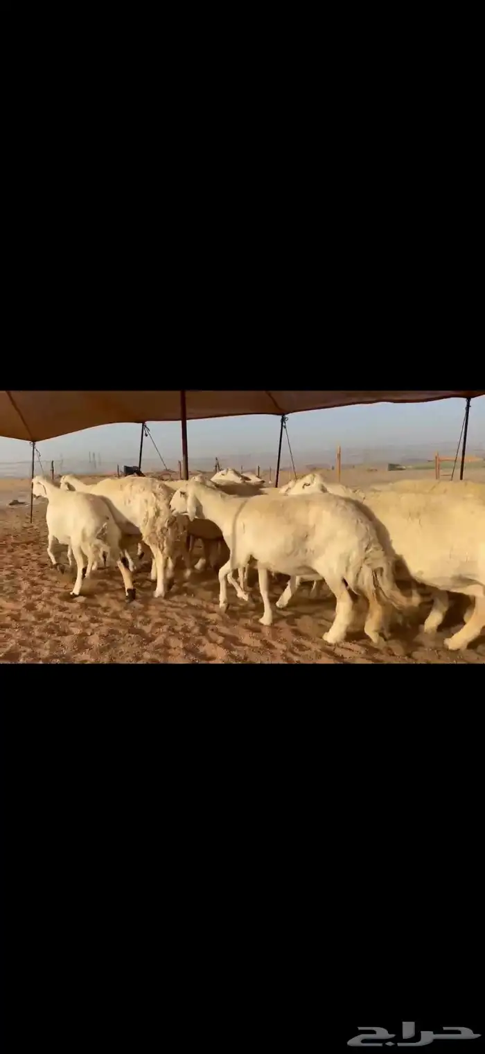 ما شاء الله تبارك الله اعرض لكم غنم حريات خلفات 6