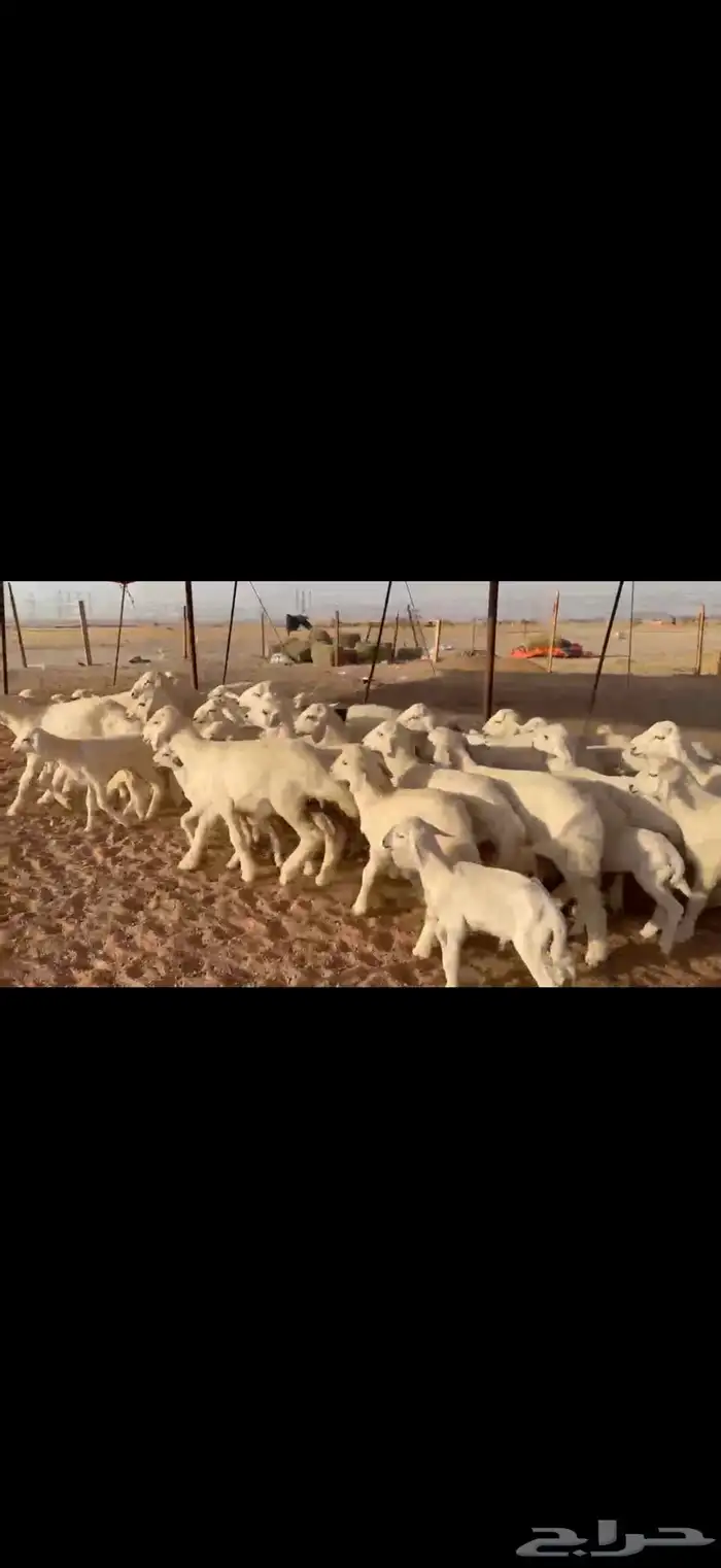 ما شاء الله تبارك الله اعرض لكم غنم حريات خلفات 3
