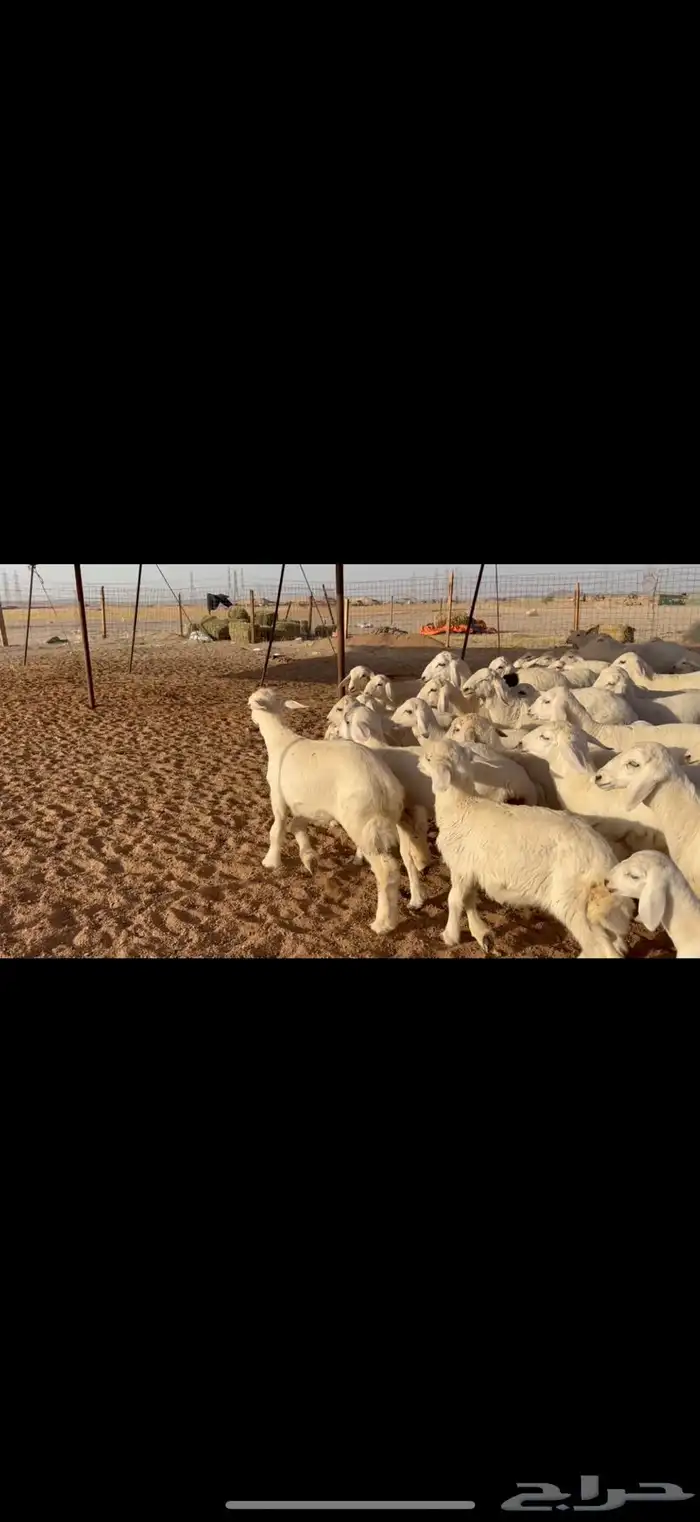 ما شاء الله تبارك الله اعرض لكم غنم حريات خلفات 2
