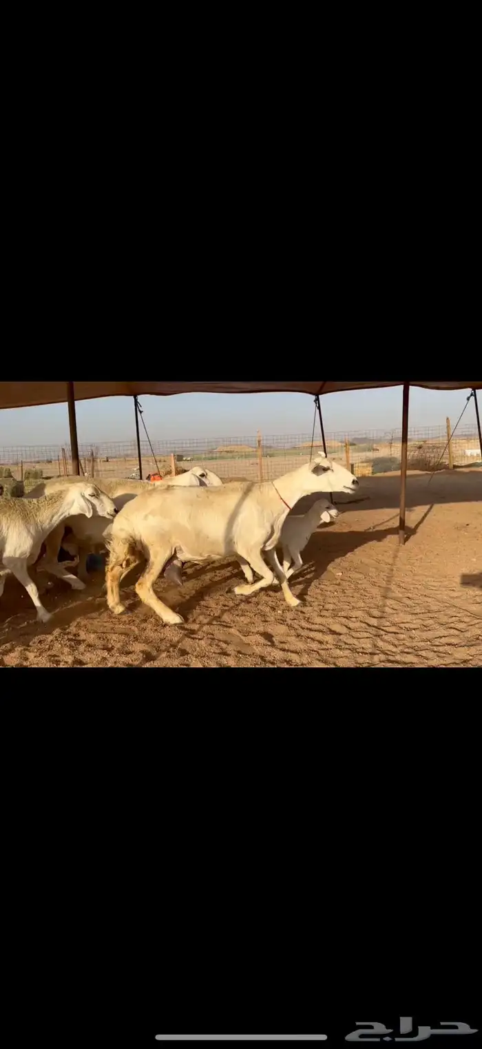 ما شاء الله تبارك الله اعرض لكم غنم حريات خلفات 5