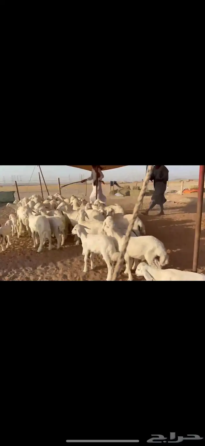 ما شاء الله تبارك الله اعرض لكم غنم حريات خلفات 1