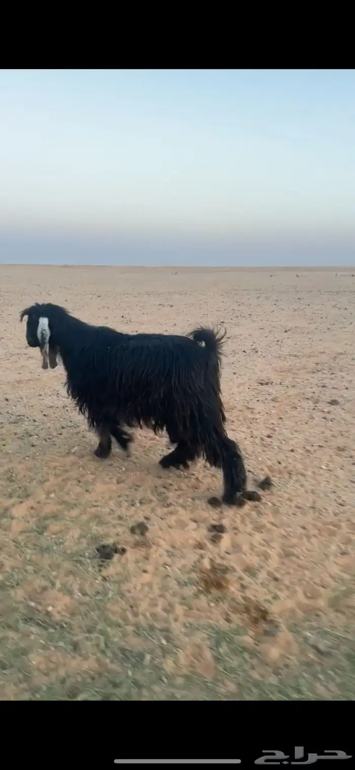 فحل عارضي 0