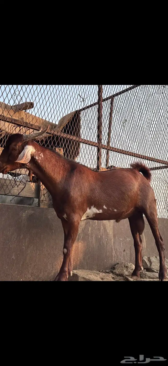 مشروع فحل كفو   تم البيع 3