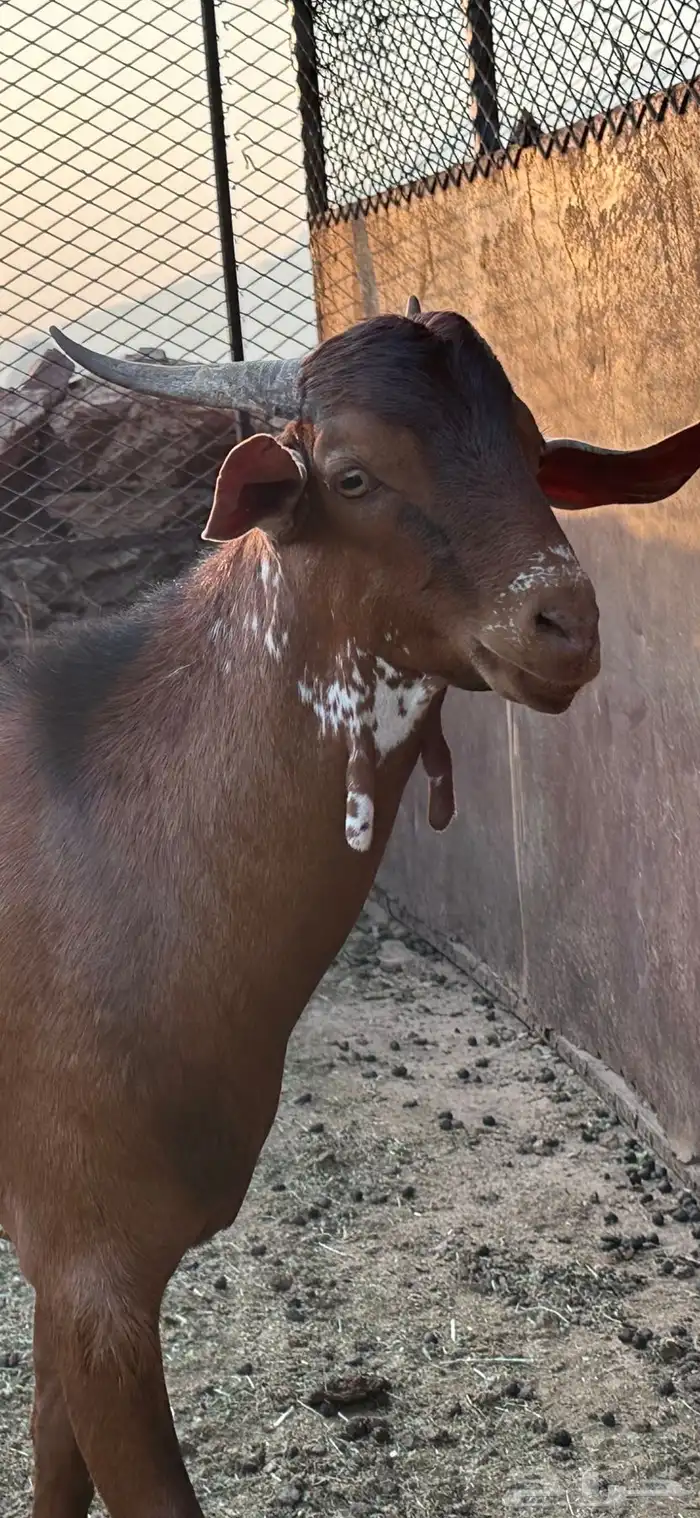 مشروع فحل كفو   تم البيع 4