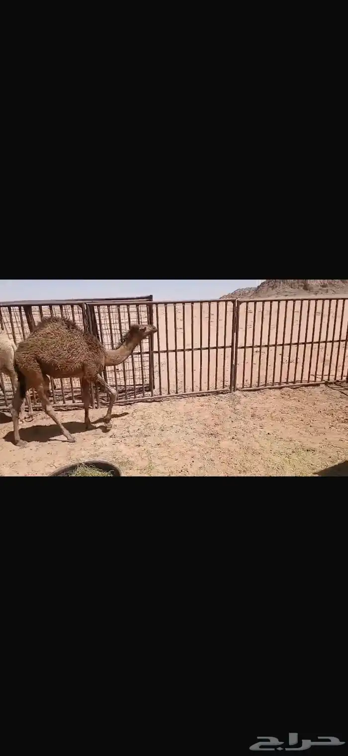 للبيع حشو العمر خمس اشهر فل الفل شحم السوم4900 1