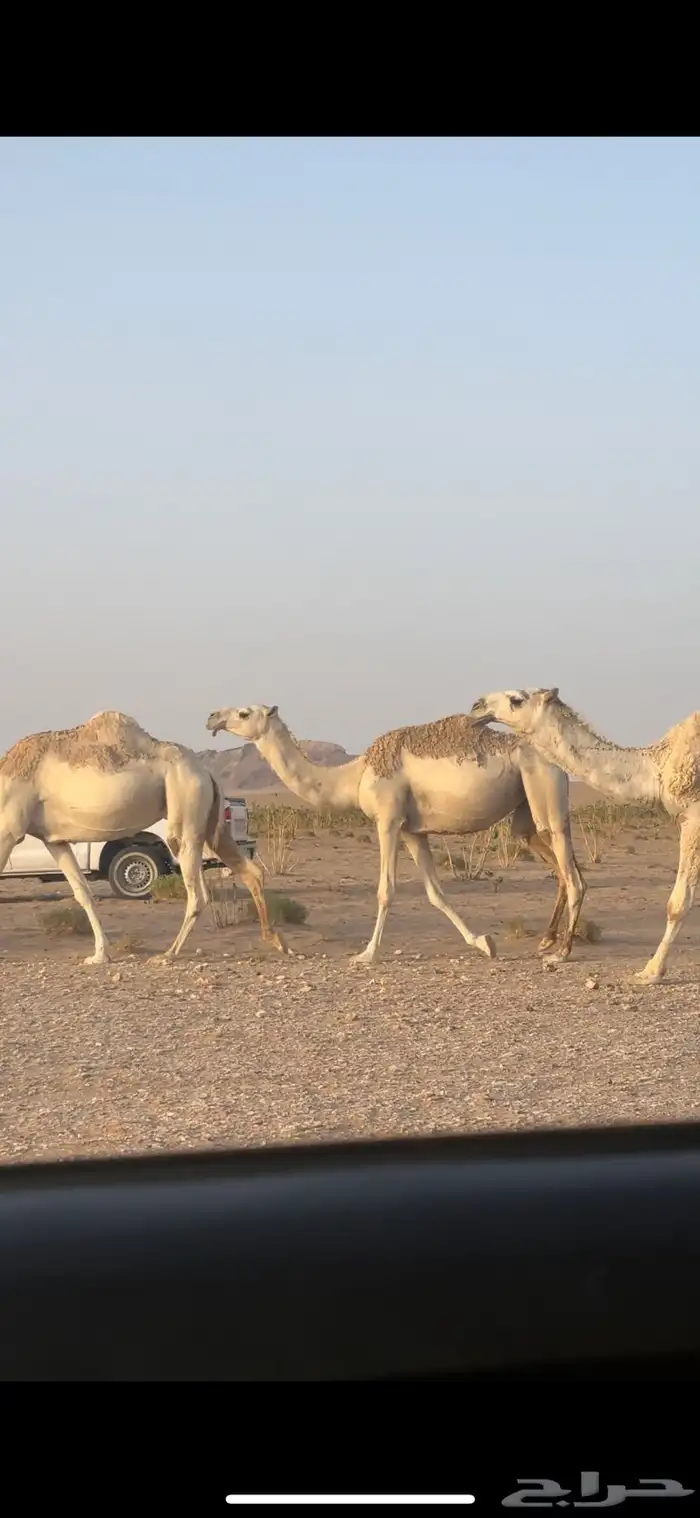 ضريبه عونيه كفو جذعه اقبل بدل مناسب 0