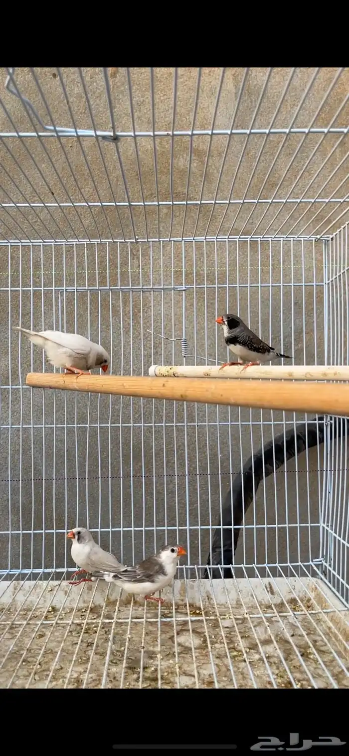 ماشاءالله جوزين زيبرا منتجين 1