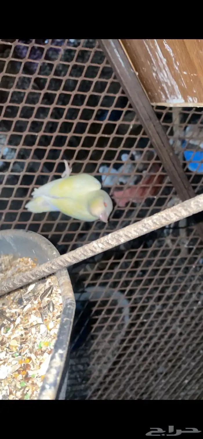 طيور روز زوج مفرخ وطبات البينو 2