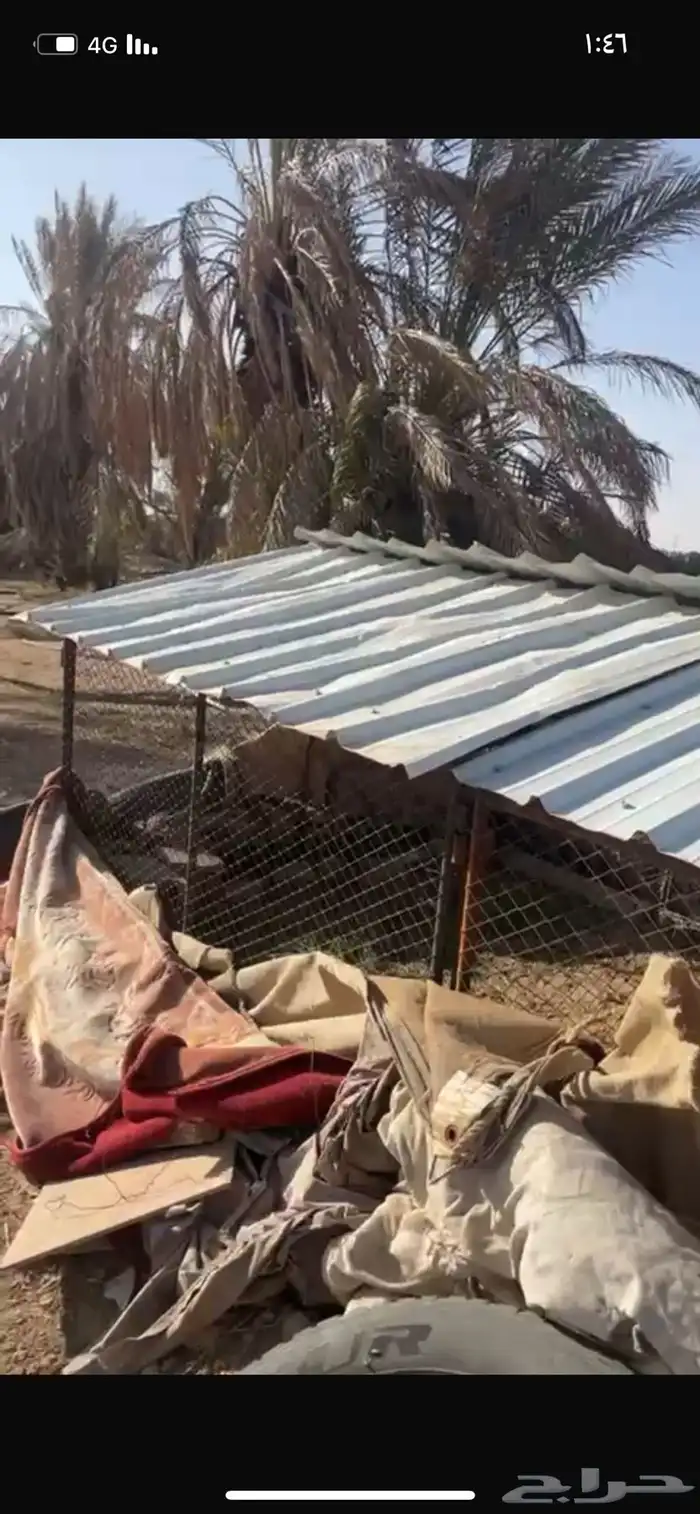 شبكين مترين ونص في واحد ونص الطول متر الموقع جنوب القصيم 5