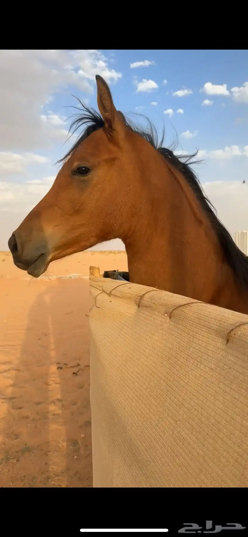 مهر شيخ 2