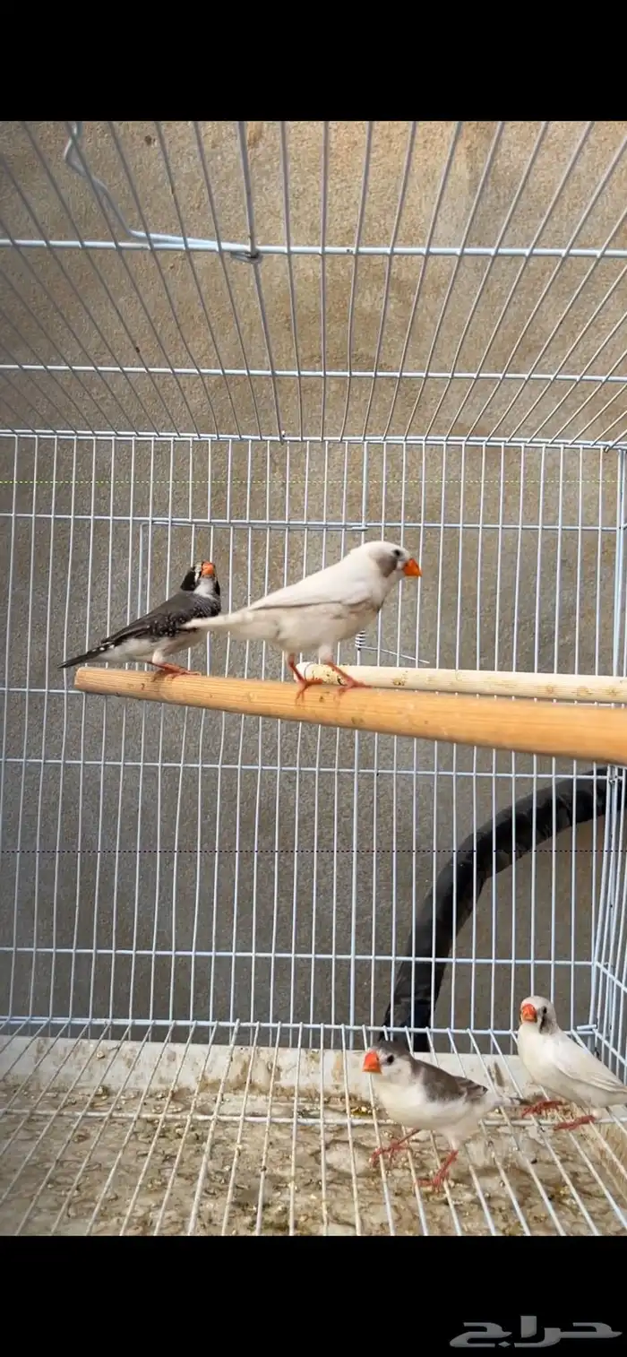 ماشاءالله جوزين زيبرا منتجين 0