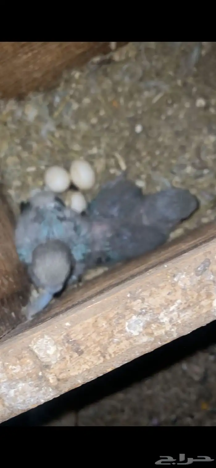 طيور روز زوج مفرخ وطبات البينو 3