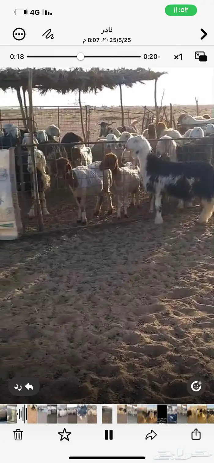 طلي نجدي مشروع فحل فاخر عمره 5 شهور 0