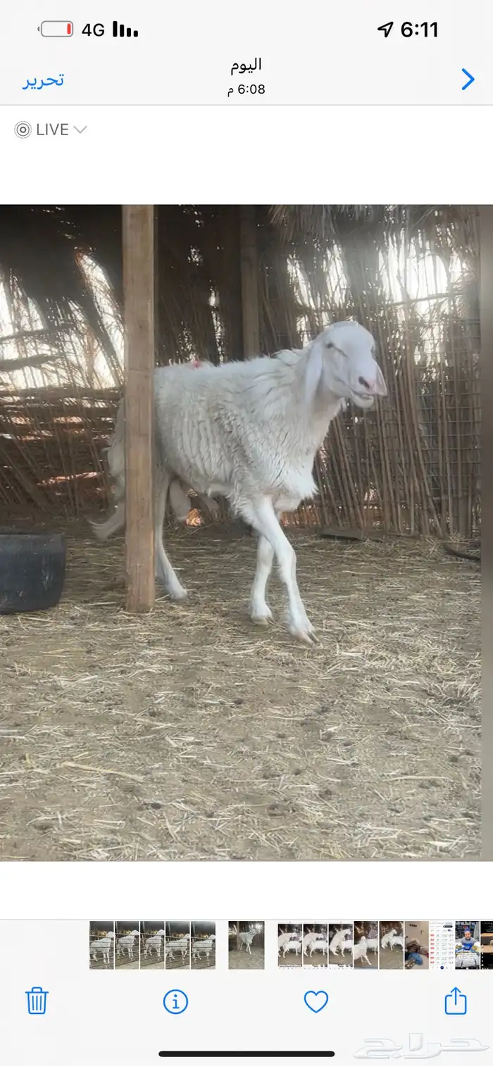 فحل حري صنف 2