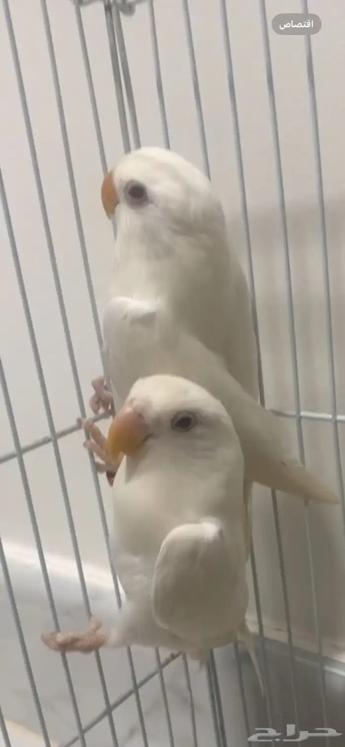 طيور روز زوج مفرخ وطبات البينو 0